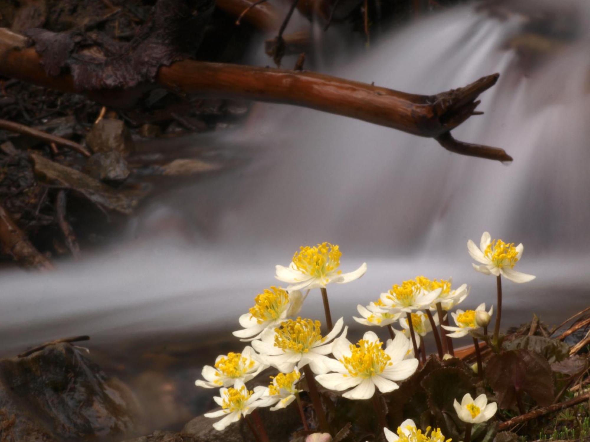 Sol Duc Hot Springs Resort Ovington Zewnętrze zdjęcie